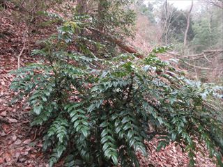 ヒイラギナンテン